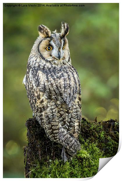 Long-eared Owl - Asio Otus Print by Lara Vischi