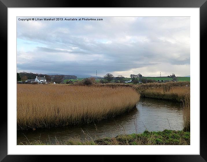 Reed Beds beside the River Condor. Framed Mounted Print by Lilian Marshall