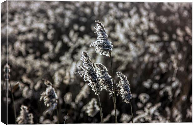 reed seed heads Canvas Print by Thanet Photos