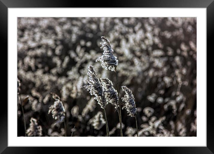 reed seed heads Framed Mounted Print by Thanet Photos