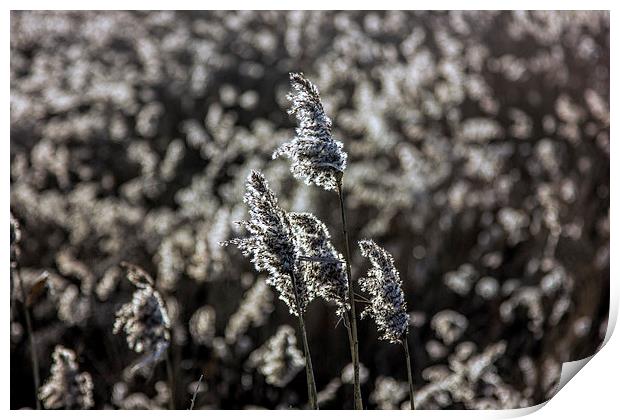 reed seed heads Print by Thanet Photos