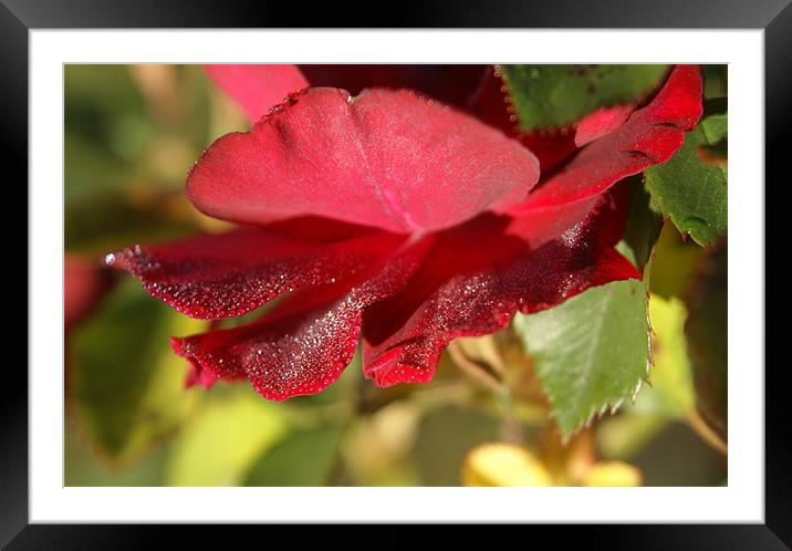 Frost on a rose Framed Mounted Print by Stacey Cook