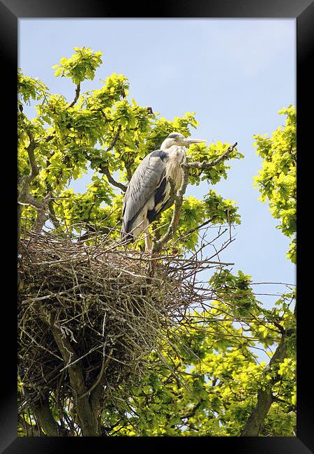 heron on nest Framed Print by Martyn Bennett