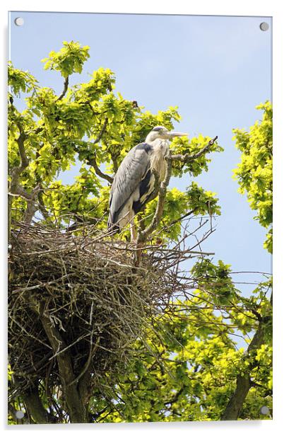 heron on nest Acrylic by Martyn Bennett