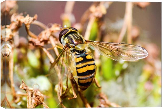 hover fly Canvas Print by nick wastie