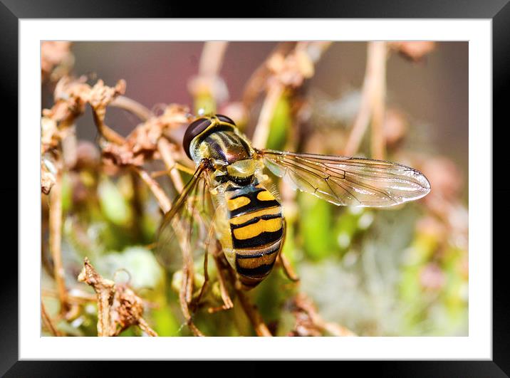 hover fly Framed Mounted Print by nick wastie