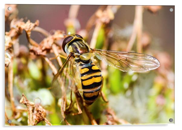 hover fly Acrylic by nick wastie
