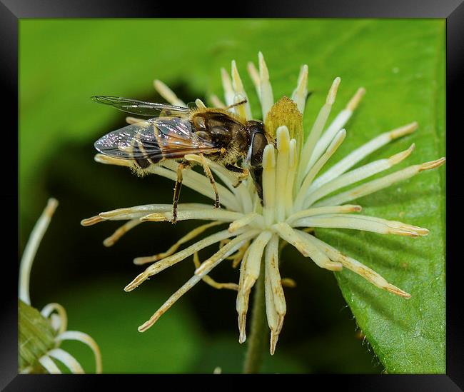 hover fly Framed Print by nick wastie