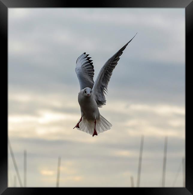 seagull posing Framed Print by nick wastie