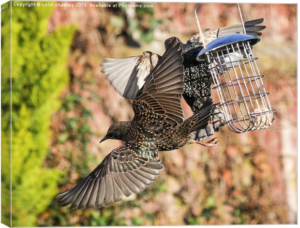 Squabbling Starlings Canvas Print by colin chalkley