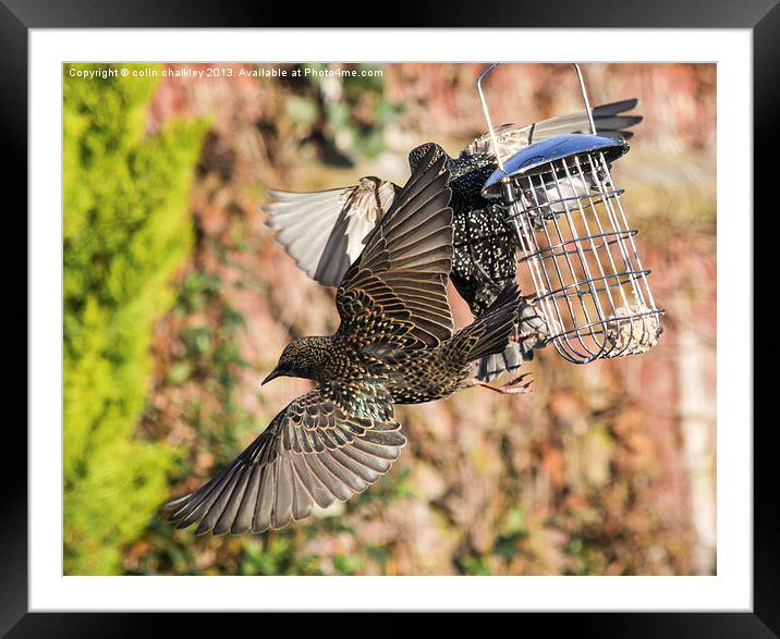 Squabbling Starlings Framed Mounted Print by colin chalkley