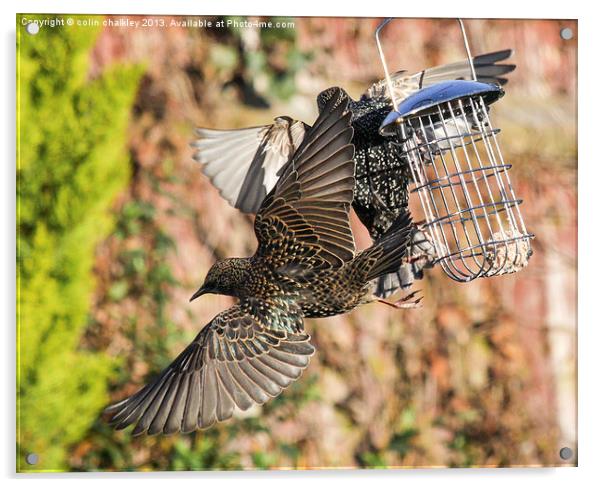 Squabbling Starlings Acrylic by colin chalkley