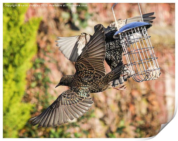 Squabbling Starlings Print by colin chalkley