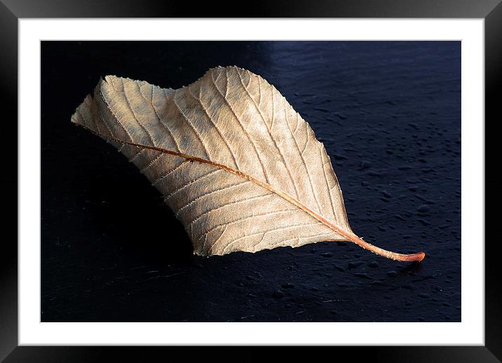 Fallen Leaf Framed Mounted Print by Corrine Weaver