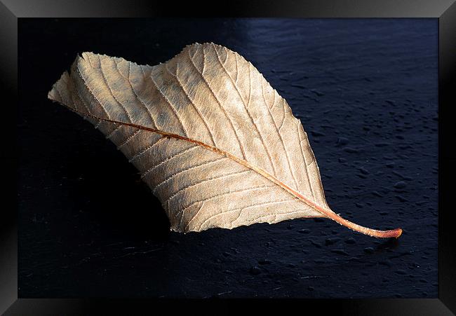 Fallen Leaf Framed Print by Corrine Weaver