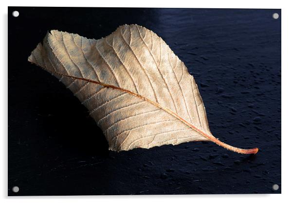 Fallen Leaf Acrylic by Corrine Weaver