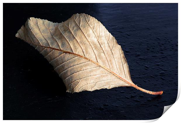 Fallen Leaf Print by Corrine Weaver