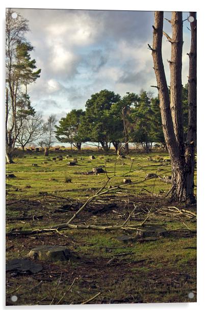 Deer On Dunwich Heath Suffolk. Acrylic by Darren Burroughs