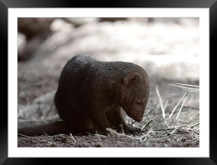 Mongoose Framed Mounted Print by Bristol Canvas by Matt Sibtho