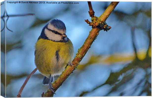 BLUE TIT Canvas Print by David Atkinson