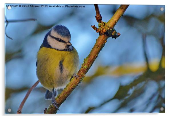 BLUE TIT Acrylic by David Atkinson