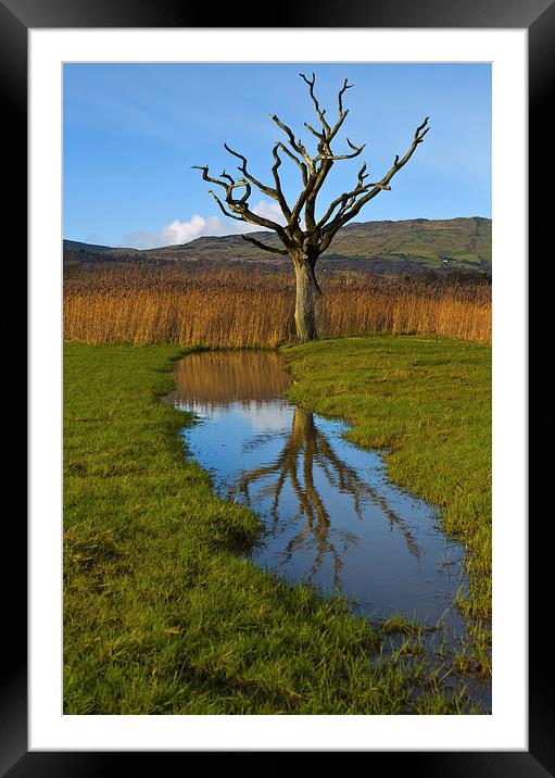 Dead tree in the reeds Framed Mounted Print by Rory Trappe