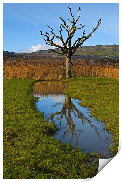 Dead tree in the reeds Print by Rory Trappe