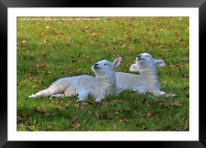 twin Lambs Framed Mounted Print by Diana Mower