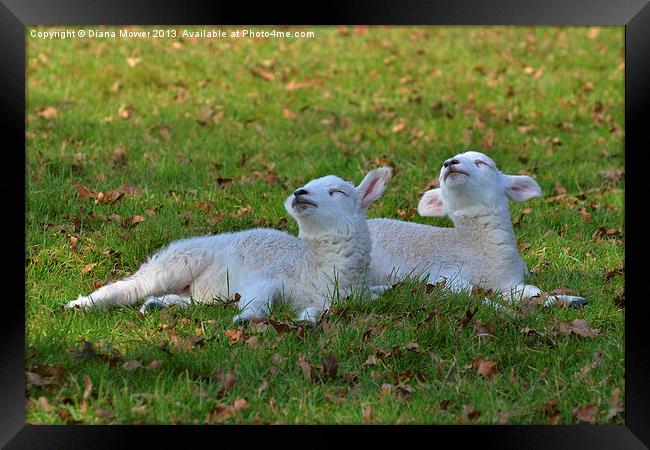twin Lambs Framed Print by Diana Mower