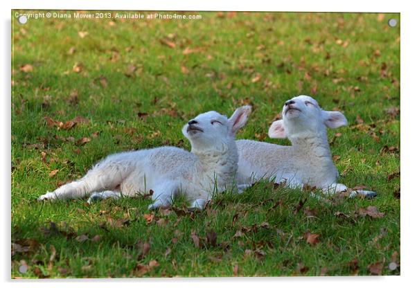 twin Lambs Acrylic by Diana Mower