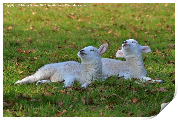 twin Lambs Print by Diana Mower