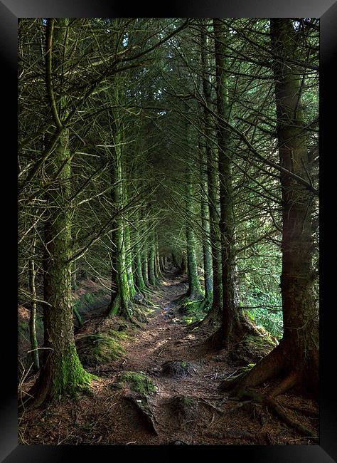 Devon Forest Pathway Framed Print by Mike Gorton