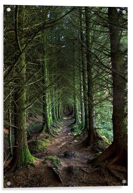 Devon Forest Pathway Acrylic by Mike Gorton