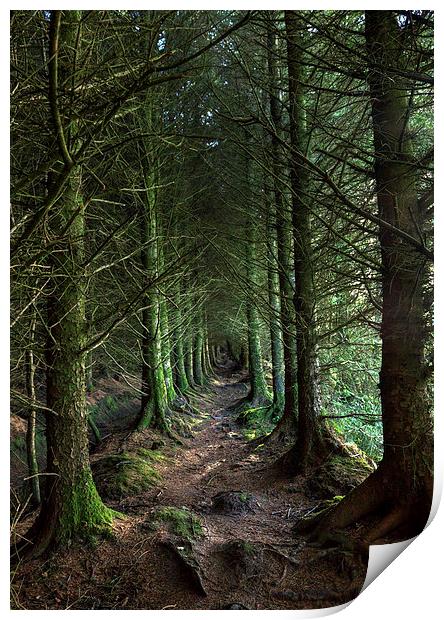 Devon Forest Pathway Print by Mike Gorton