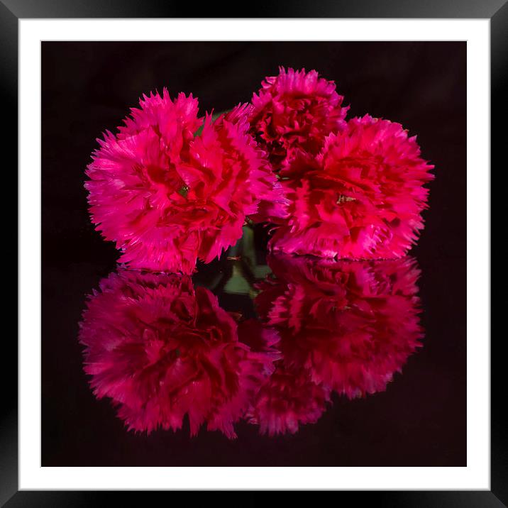 Reflected Carnations Framed Mounted Print by Pete Hemington