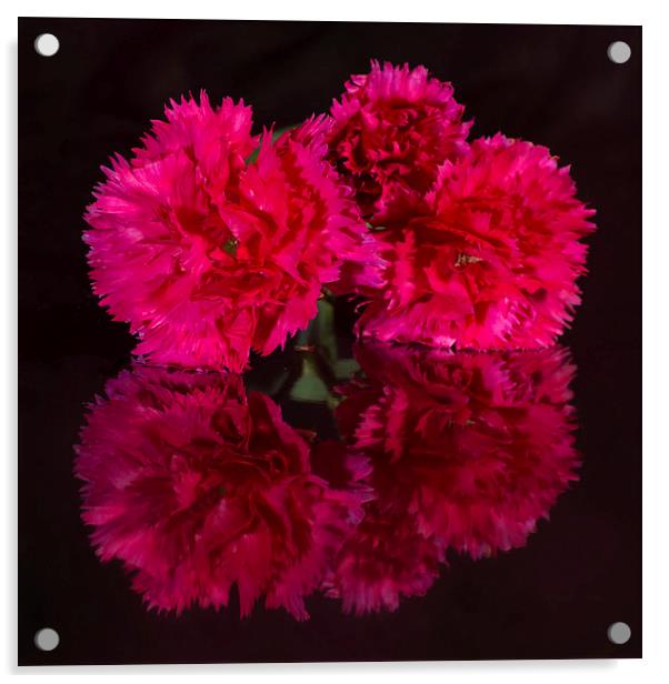 Reflected Carnations Acrylic by Pete Hemington