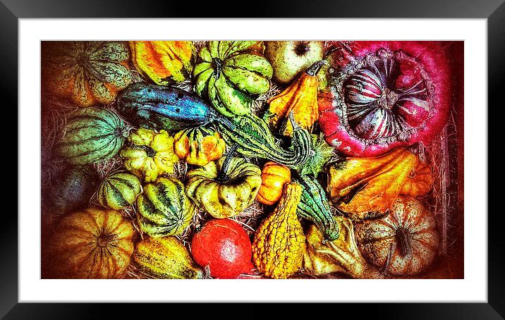Gourds and pumpkins Framed Mounted Print by Scott Anderson