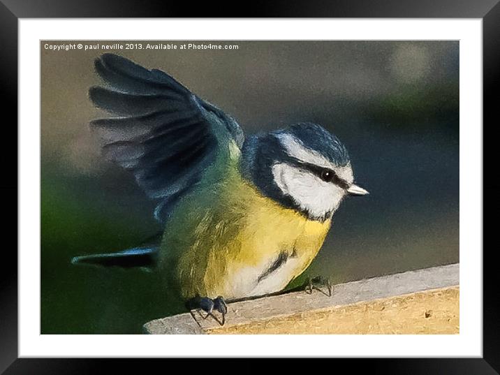 blue tit Framed Mounted Print by paul neville