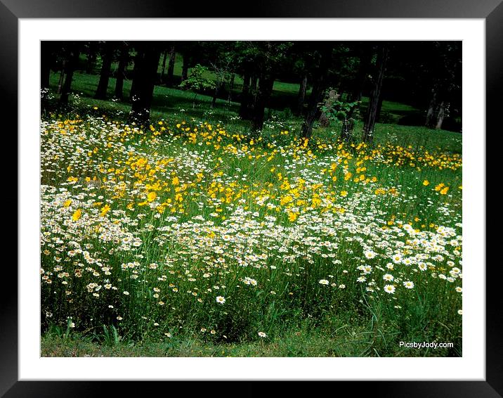 White and Yellow Daisies Framed Mounted Print by Pics by Jody Adams