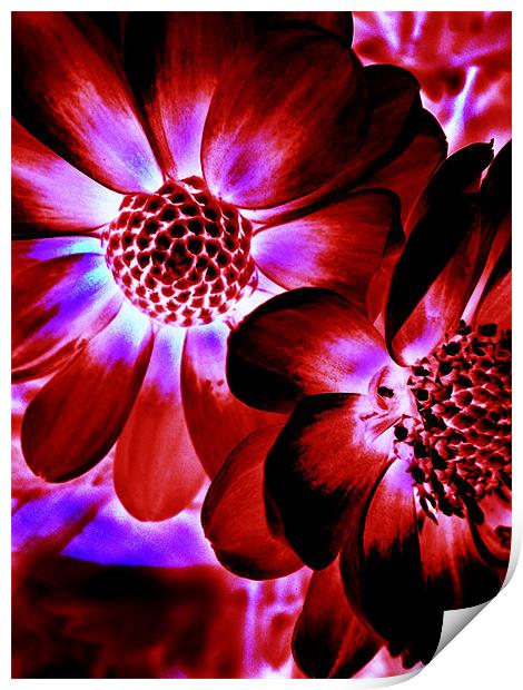Flowers Print by Mike Thomson
