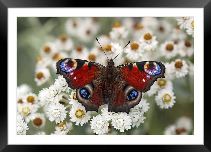 Peacock Butterfly Framed Mounted Print by Iain Lawrie