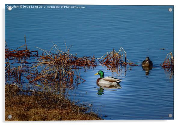 Mallard Duck Acrylic by Doug Long