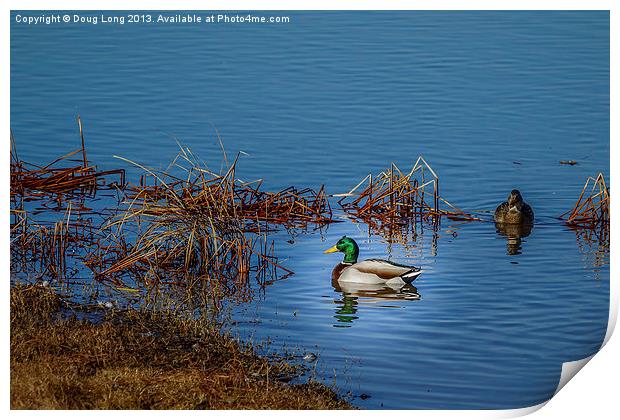 Mallard Duck Print by Doug Long