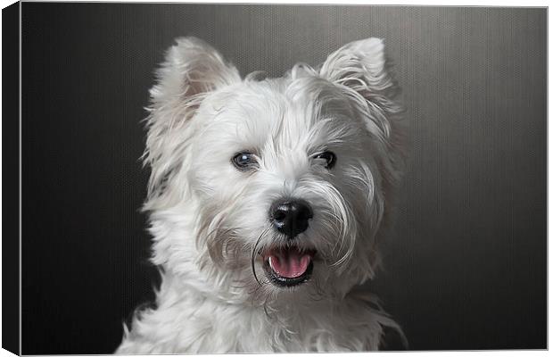 West Highland Terrier Canvas Print by Gary Lewis