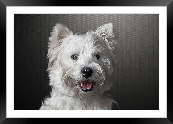 West Highland Terrier Framed Mounted Print by Gary Lewis