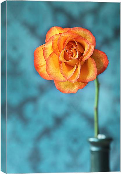Orange Rose Canvas Print by Gary Lewis