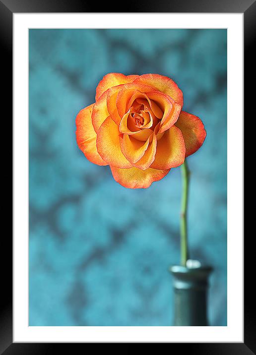 Orange Rose Framed Mounted Print by Gary Lewis