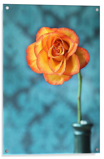 Orange Rose Acrylic by Gary Lewis