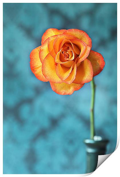 Orange Rose Print by Gary Lewis