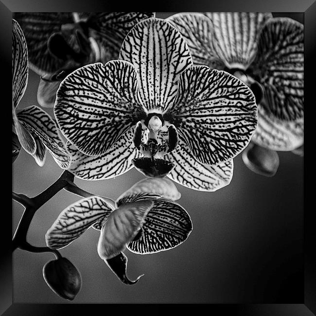 Orchid Framed Print by Malcolm Smith
